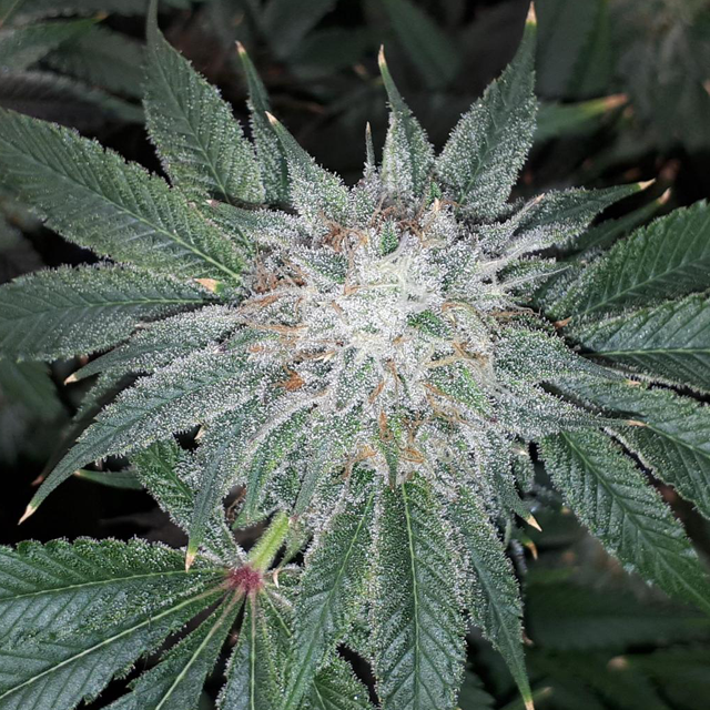 Original Sensible Seeds Forbidden Wedding Cake Image 3